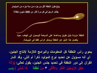 يحوي رأس النطفة كل المعلومات والبرامج اللازمة لإنتاج الجنين، أي أنه مسؤول عن تحديد نوع المولود ذكراً أم أنثى، وقد أشار القرآن إلى دور النطفة في تحديد جنس الجنين، يقول تعالى :  ( وَأَنَّهُ خَلَقَ الزَّوْجَيْنِ الذَّكَرَ وَالْأُنْثَى  *   مِنْ  نُطْفَةٍ  إِذَا تُمْنَى   )  [ النجم : 44-45] .  يبلغ طول النطفة أقل من جزء من مئة جزء من الميليمتر يقذف الرجل في كل مرة أكثر من  300  مليون نطفة ! النطفة مزودة بذيل طويل يساعدها على السباحة للوصول إلى الهدف، حيث ينفصل هذا الذيل عن النطفة ويدخل الرأس فقط في البويضة . 