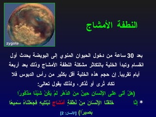 النطفة الأمشاج بعد  30  ساعة من دخول الحيوان المنوي إلى البويضة يحدث أول انقسام وتبدأ الخلية بالتكاثر مشكلة النطفة الأمشاج وذلك بعد أربعة أيام تقريباً .  إن حجم هذه الخلية أقل بكثير من رأس الدبوس فلا تكاد تُرى أو تُذكر، ولذلك يقول تعالى :   ( هَلْ أَتَى عَلَى الْإِنْسَانِ حِينٌ مِنَ الدَّهْرِ لَمْ يَكُنْ شَيْئًا مَذْكُورًا  *   إِنَّا  خَلَقْنَا الْإِنْسَانَ مِنْ نُطْفَةٍ  أَمْشَاجٍ  نَبْتَلِيهِ فَجَعَلْنَاهُ سَمِيعًا بَصِيرًا )  [ الإنسان : 2] zygote   