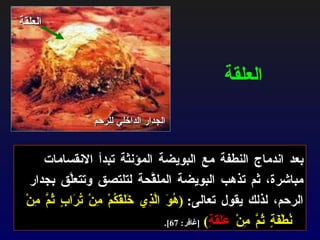 بعد اندماج النطفة مع البويضة المؤنثة تبدأ الانقسامات مباشرة، ثم تذهب البويضة الملقَّحة لتلتصق وتتعلَّق بجدار الرحم، لذلك يقول تعالى :  ( هُوَ الَّذِي خَلَقَكُمْ مِنْ تُرَابٍ ثُمَّ مِنْ نُطْفَةٍ ثُمَّ مِنْ  عَلَقَةٍ )   [ غافر : 67].   العلقة الجدار الداخلي للرحم   العلقة 