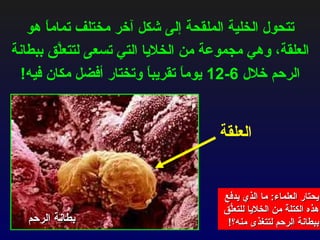 تتحول الخلية الملقحة إلى شكل آخر مختلف تماماً هو العلقة، وهي مجموعة من الخلايا التي تسعى لتتعلَّق ببطانة الرحم خلال  6-12  يوماً تقريباً وتختار أفضل مكان فيه ! يحتار العلماء :  ما الذي يدفع هذه الكتلة من الخلايا للتعلُّق ببطانة الرحم لتتغذى منه؟ !  العلقة بطانة الرحم 