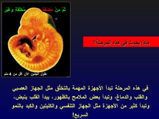 ماذا يحدث في هذه المرحلة؟ في هذه المرحلة تبدأ الأجهزة المهمة بالتخلُّق مثل الجهاز العصبي والقلب  والدماغ ، وتبدأ بعض الملامح بالظهور، يبدأ القلب ينبض، وتبدأ كثير من الأجهزة مثل الجهاز التنفسي والكليتين والكبد بالنمو السريع ! طول الجنين الآن أقل من  4  ملم ثُمَّ مِنْ  مُضْغَةٍ  مُخَلَّقَةٍ وَغَيْرِ مُخَلَّقَةٍ 