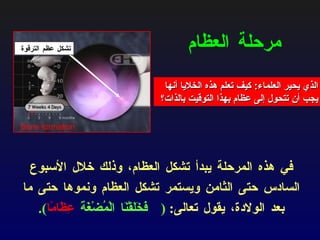 مرحلة العظام في هذه المرحلة يبدأ  تشكل العظام ،  وذلك خلال الأسبوع السادس حتى الثامن ويستمر تشكل العظام ونموها حتى ما بعد الولادة،  يقول تعالى :  ( فَخَلَقْنَا الْمُضْغَةَ  عِظَامًا ). الذي يحير العلماء :  كيف تعلم هذه الخلايا أنها يجب أن تتحول إلى عظام بهذا التوقيت بالذات؟ Bone formation   تشكل عظم الترقوة  