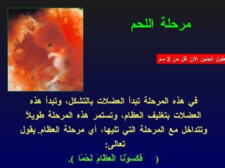 مرحلة اللحم في هذه المرحلة تبدأ العضلات بالتشكل، وتبدأ هذه العضلات بتغليف العظام،  وتستمر هذه المرحلة طويلاً وتتداخل مع المرحلة التي تليها، أي مرحلة العظام .  يقول تعالى :  ( فَكَسَوْنَا الْعِظَامَ لَحْمًا   ). طول الجنين الآن أقل من  3  سم 