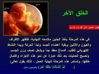 الخلق الآخر في هذه المرحلة يأخذ الجنين ملامحه النهائية، فتظهر الأطراف والعيون والأذنين وبقية أعضاء الجسد  وتبدأ الحركة ويبدأ النشاط الكهربائي للقلب، الدماغ معقد جداً ويشغل نصف وزن الجسم،  وتصبح العمليات بعد ذلك عبارة عن نمو هذه الأجزاء واكتمال خلقها، وتستمر هذه المرحلة لنهاية الحمل ، لذلك يقول تعالى :  ( ثُمَّ أَنْشَأْنَاهُ خَلْقًا آَخَرَ )  [ المؤمنون : 14]. طول الجنين الآن أقل من  4  سم 