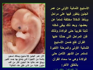 الأسابيع الثمانية الأولى من عمر الجنين يتطور فيها على مراحل ويأخذ أشكالاً مختلفة تماماً عن بعضها، وبعد ذلك يبقى شكله ثابتاً تقريباً حتى الولادة .  ولذلك فإن المراحل التي حدثنا عنها القرآن تقع ضمن الأسابيع الثمانية الأولى والمرحلة الأخيرة تستمر من الشهر الثامن حتى الولادة وهي ما سماه القرآن بالخلق الآخر : ثُمَّ أَنْشَأْنَاهُ خَلْقًا آَخَرَ الآن عمر ال جنين  8  أسابيع  ويمتلك تسعين بالمئة من الأجهزة التي يتمتع بها جسد الكبير .  ويبلغ عدد خلايا هذا الجنين أكثر من ألف مليون خلية، من الذي خلق هذه الخلايا؟ 