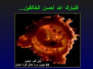 فتبارك الله أحسن الخالقين ... يدق قلب الجنين 54  مليون مرة خلال فترة الحمل 