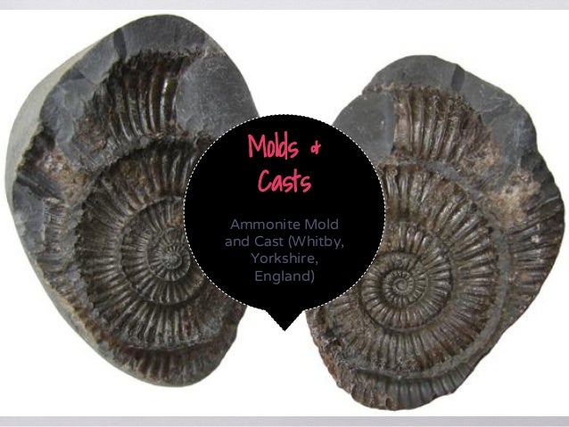 Fossil Molds