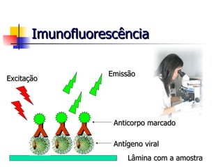 Imunofluorescência Anticorpo marcado Antígeno viral Lâmina com a amostra Y Y Y Excitação Emissão 