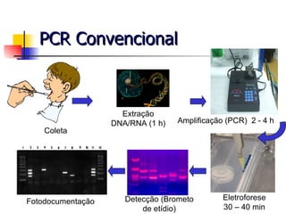 PCR Convencional Amplificação (PCR)  2 - 4 h Eletroforese 30 – 40 min Detecção (Brometo de etídio) Fotodocumentação Coleta Extração DNA/RNA (1 h) 