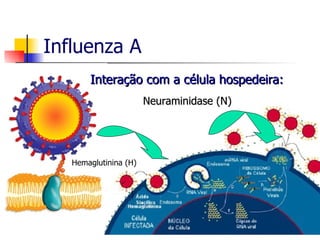 Influenza A Neuraminidase (N) Hemaglutinina (H) Interação com a célula hospedeira: 