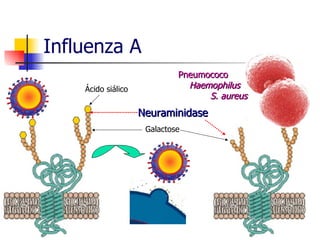 Influenza A Neuraminidase Ácido siálico Galactose Pneumococo Haemophilus S. aureus 