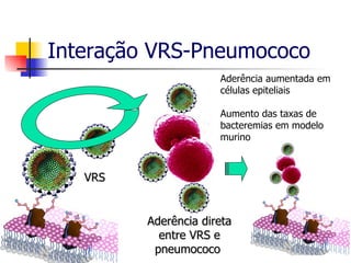 Interação VRS-Pneumococo VRS Aderência aumentada em células epiteliais Aumento das taxas de bacteremias em modelo murino Aderência direta entre VRS e pneumococo  