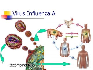 Virus Influenza A Recombinantes 