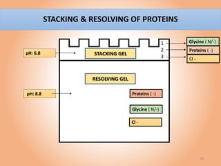 Essentials of Gel Electrophoresis | PPTX