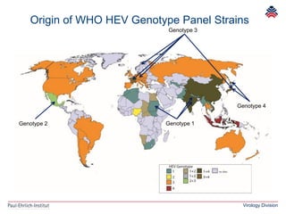 Virology Division
Genotype 2
Genotype 3
Genotype 4
Genotype 1
Origin of WHO HEV Genotype Panel Strains
 