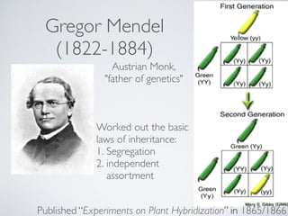 Gregor Mendel 
(1822-1884) 
Austrian Monk,! 
"father of genetics" 
Worked out the basic 
laws of inheritance:! 
1. Segregation ! 
2. independent 
assortment 
Published “Experiments on Plant Hybridization” in 1865/1866 
 