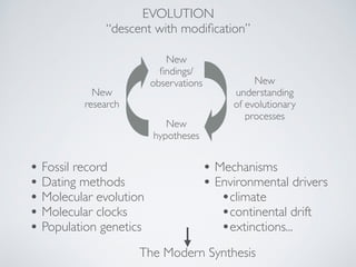EVOLUTION! 
“descent with modification” 
• Fossil record! 
• Dating methods! 
• Molecular evolution! 
• Molecular clocks! 
• Population genetics 
New 
understanding 
of evolutionary! 
processes 
• Mechanisms! 
• Environmental drivers! 
•climate! 
•continental drift! 
•extinctions... 
New 
hypotheses 
The Modern Synthesis 
New 
research 
New 
findings/ 
observations 
 