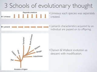 3 Schools of evolutionary thought 
• Linneaus: each species was separately 
created. 
• Lamarck: characteristics acquired by an 
individual are passed on to offspring. 
•Darwin & Wallace: evolution as 
descent with modification. 
 