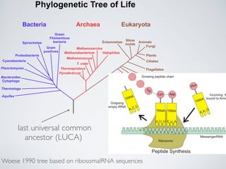 Phylogenetic Tree of Life 
Bacteria 
Green 
Filamentous 
Spirochetes bacteria 
Gram 
positives 
Proteobacteria 
Cyanobacteria 
Planctomyces 
Bacteroides 
Cytophaga 
Thermotoga 
Aquifex 
Archaea Eukaryota 
Halophiles 
Methanosarcina 
Methanobacterium 
Methanococcus 
T. celer 
Thermoproteus 
Pyrodicticum 
Entamoebae Slime 
molds Animals 
Fungi 
Plants 
Ciliates 
Flagellates 
Trichomonads 
Microsporidia 
Diplomonads 
last universal common 
ancestor (LUCA) 
Woese 1990 tree based on ribosomalRNA sequences 
 