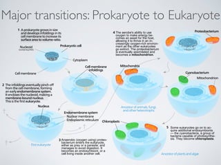 Major transitions: Prokaryote to Eukaryote 
Prokaryotic cell 
Cell membrane 
infoldings 
Cell membrane 
Cytoplasm 
Nucleoid 
(containing DNA) 
Endomembrane system 
Nuclear membrane 
Endoplasmic reticulum 
Nucleus 
Proteobacterium 
Mitochondria 
Cyanobacterium 
Chloroplasts 
Mitochondrion 
† 
† 
† 
1 A prokaryote grows in size 
and develops infoldings in its 
cell membrane to increase its 
surface area to volume ratio. 
2 The infoldings eventually pinch off 
from the cell membrane, forming 
an early endomembrane system. 
It encloses the nucleoid, making a 
membrane-bound nucleus. 
This is the first eukaryote. 
3 
5 Some eukaryotes go on to acquire additional 
endosymbionts—the cyanobacteria, a group 
of bacteria capable of photosynthesis. 
They become chloroplasts. 
Ancestor of plants and algæ 
Ancestor of animals, fungi, 
and other heterotrophs 
First eukaryote 
The aerobe's ability to use 
oxygen to make energy be-comes 
an asset for the host, 
allowing it to thrive in an in-creasingly 
oxygen-rich environ-ment 
as the other eukaryotes 
go extinct. The proteobacterium 
is eventually assimilated and 
becomes a mitochondrion. 
Some eukaryotes go on to ac-quire 
additional endosymbionts 
— the cyanobacteria, a group of 
bacteria capable of photosynthe- 
Anaerobic (oxygen using) proteo- sis. They become chloroplasts. 
bacterium enters the eukaryote, 
either as prey or a parasite, and 
manages to avoid digestion. It 
becomes an endosymbiont, or a 
cell living inside another cell. 
 