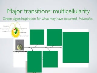 Major transitions: multicellularity 
Green algae: Inspiration for what may have occurred: Volvocales 
 