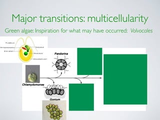 Major transitions: multicellularity 
Green algae: Inspiration for what may have occurred: Volvocales 
 