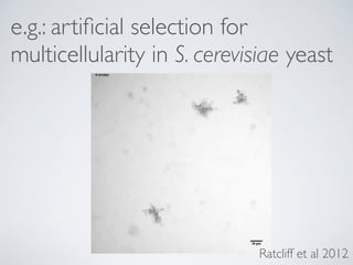 e.g.: artificial selection for 
multicellularity in S. cerevisiae yeast 
Ratcliff et al 2012 
 