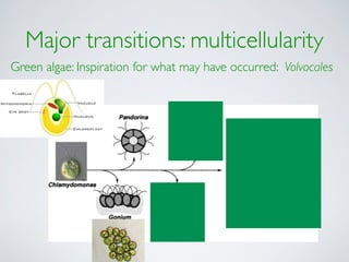 Major transitions: multicellularity 
Green algae: Inspiration for what may have occurred: Volvocales 
 