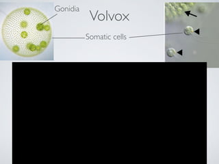 Volvox 
Somatic cells 
Gonidia 
 