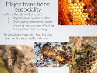 Major transitions: 
eusociality 
• Solitary lifestyle -- Eusociality! 
1. Reproductive division of labor ! 
2. Overlapping generations (older 
offspring help younger offspring)! 
3. Cooperative care of young! 
Eg: ants, bees, wasps, termites. But also: 
naked mole rats, a beetle, a shrimp... 
 
