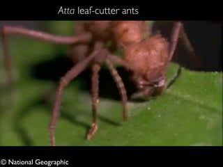 Atta leaf-cutter ants 
© National Geographic 
 
