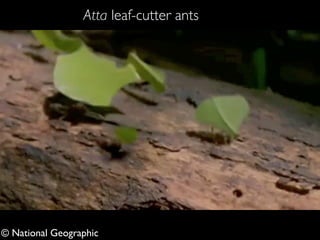 Atta leaf-cutter ants 
© National Geographic 
 