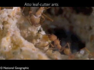Atta leaf-cutter ants 
© National Geographic 
 