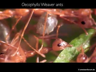 Oecophylla Weaver ants 
© ameisenforum.de 
 