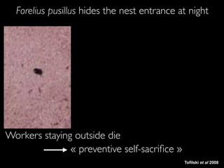 Forelius pusillus hides the nest entrance at night 
Avant 
Workers staying outside die 
« preventive self-sacrifice » 
Tofilski et al 2008 
 