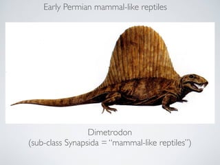 Early Permian mammal-like reptiles 
Dimetrodon! 
(sub-class Synapsida = “mammal-like reptiles”) 
 