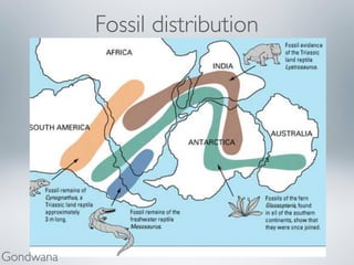 Fossil distribution 
Gondwana 
 