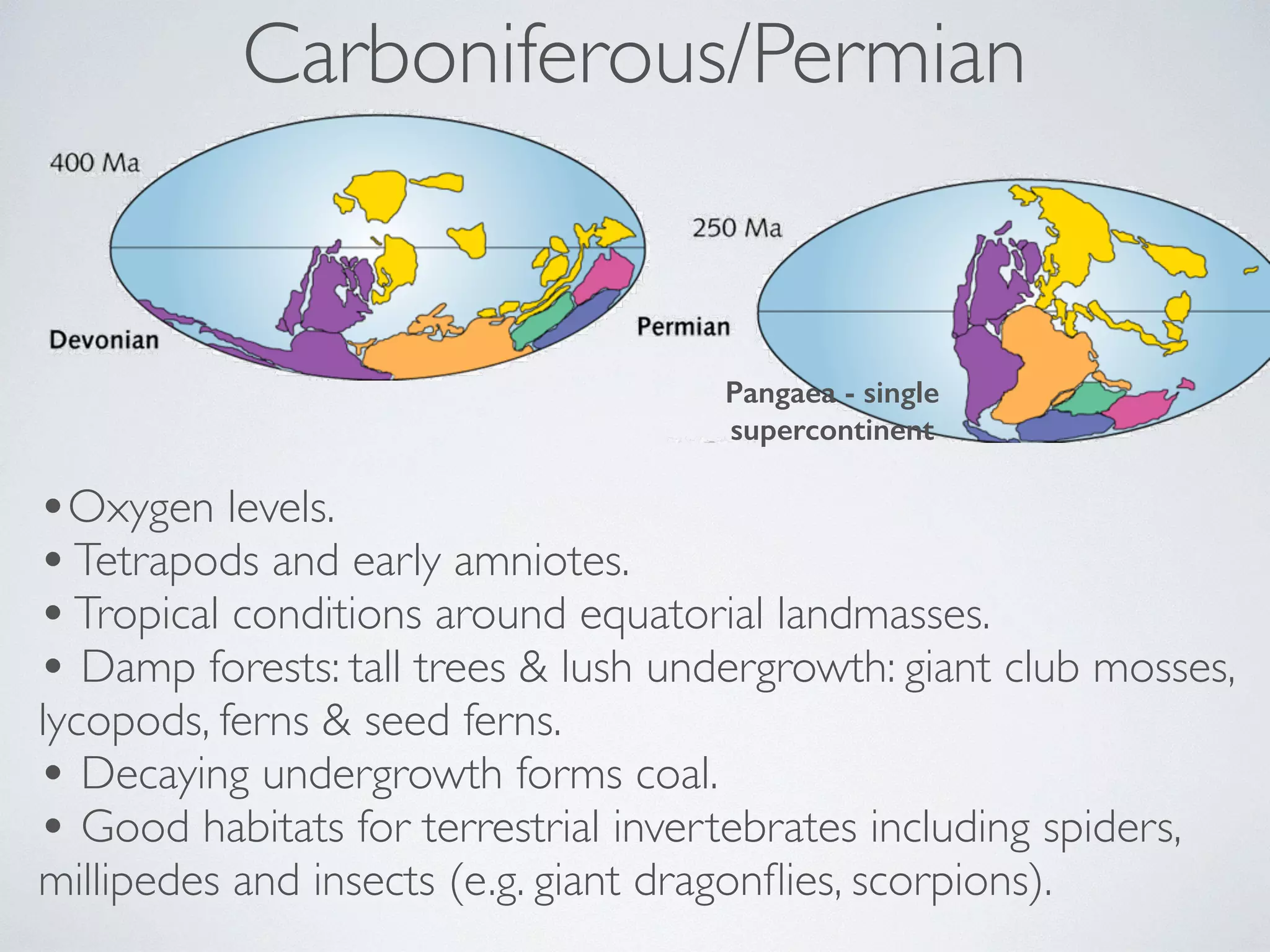 Carboniferous/Permian 
Pangaea - single 
supercontinent 
•Oxygen levels. 
• Tetrapods and early amniotes. 
• Tropical conditions around equatorial landmasses. 
• Damp forests: tall trees & lush undergrowth: giant club mosses, 
lycopods, ferns & seed ferns. 
• Decaying undergrowth forms coal. 
• Good habitats for terrestrial invertebrates including spiders, 
millipedes and insects (e.g. giant dragonflies, scorpions). 
 
