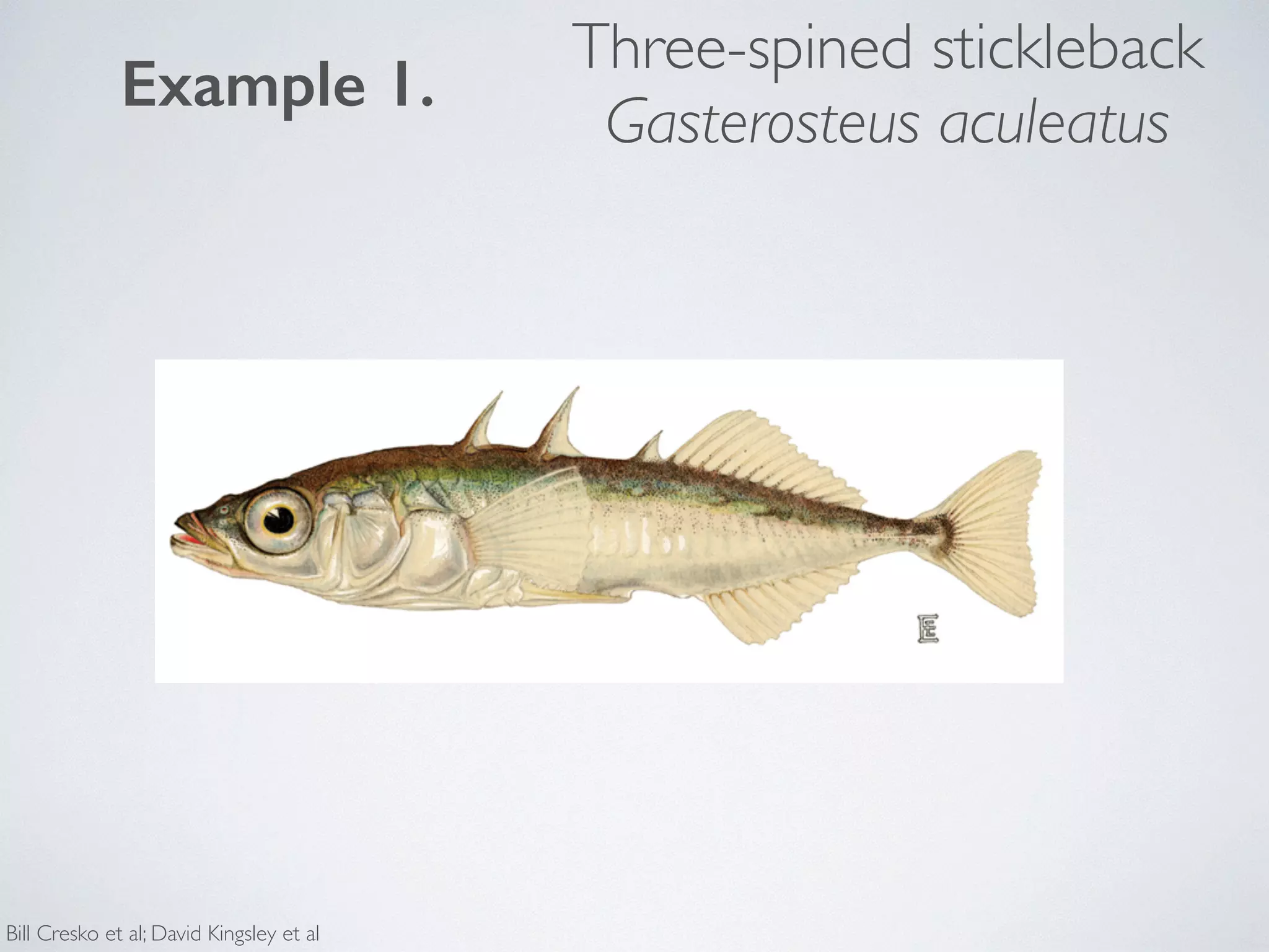 Three-spined stickleback 
Gasterosteus aculeatus 
Example 1. 
Bill Cresko et al; David Kingsley et al 
 