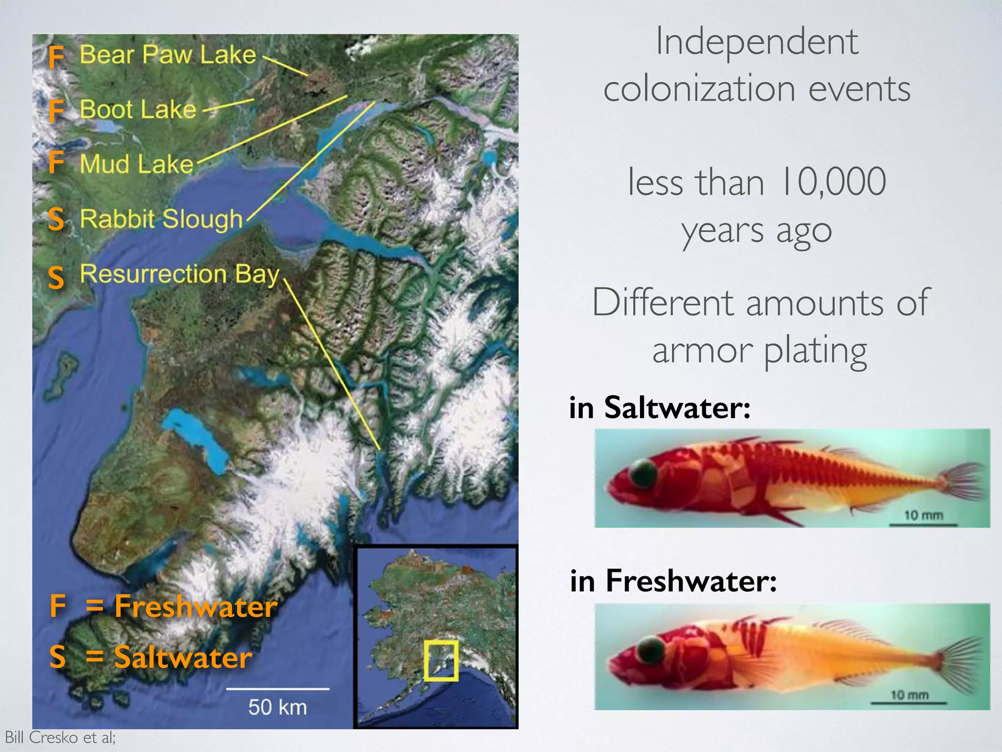 Independent 
colonization events 
less than 10,000 
The freshwater populations, despite their younger age, are divergent both from the oceanic ancestral populations and each other, consistent with our supposition that they represent 
independent colonizations from the ancestral oceanic population. 
These results are remarkably similar to results obtained previously 
from some of these same populations using a small number microsatellite and mtDNA markers [55]. This combination large amounts of genetic variation and overall low-to-moderate 
differentiation between populations, phenotypic evolution years in the ago 
coupled with recent and freshwater populations, presents ideal situation for identifying genomic regions that have responded 
to various kinds of natural selection. 
Patterns of genetic diversity distributed across the 
genome 
To assess genome-wide patterns we examined mean nucleotide 
diversity in Saltwater: 
(p) and heterozygosity (H) using a Gaussian smoothing function across each linkage group (Figure 4 and S1). Although the overall mean diversity and heterozygosity are 0.00336 and 0.00187, respectively, values vary widely the genome. Nucleotide diversity within genomic regions from 0.0003 to over 0.01, whereas heterozygosity values from 0.0001 to 0.0083. This variation in diversity across genome provides important clues to the evolutionary processes 
that in are Freshwater: 
maintaining genetic diversity. For example, expected (p) and observed (H) heterozygosity largely correspond, 
they differ at a few genomic regions (e.g., on Linkage Group Genomic regions that exhibit significantly (p,1025) low levels diversity and heterozygosity (e.g. on LG II and V, Figure and Figure S1) may be the result of low mutation low recombination rate, purifying or positive selection consistent across populations, or some combination of [9,36,105–107]. 
F 
F 
F 
S 
S 
F = Freshwater 
S = Saltwater 
Bill Cresko et al; 
Different amounts of 
armor plating 
 