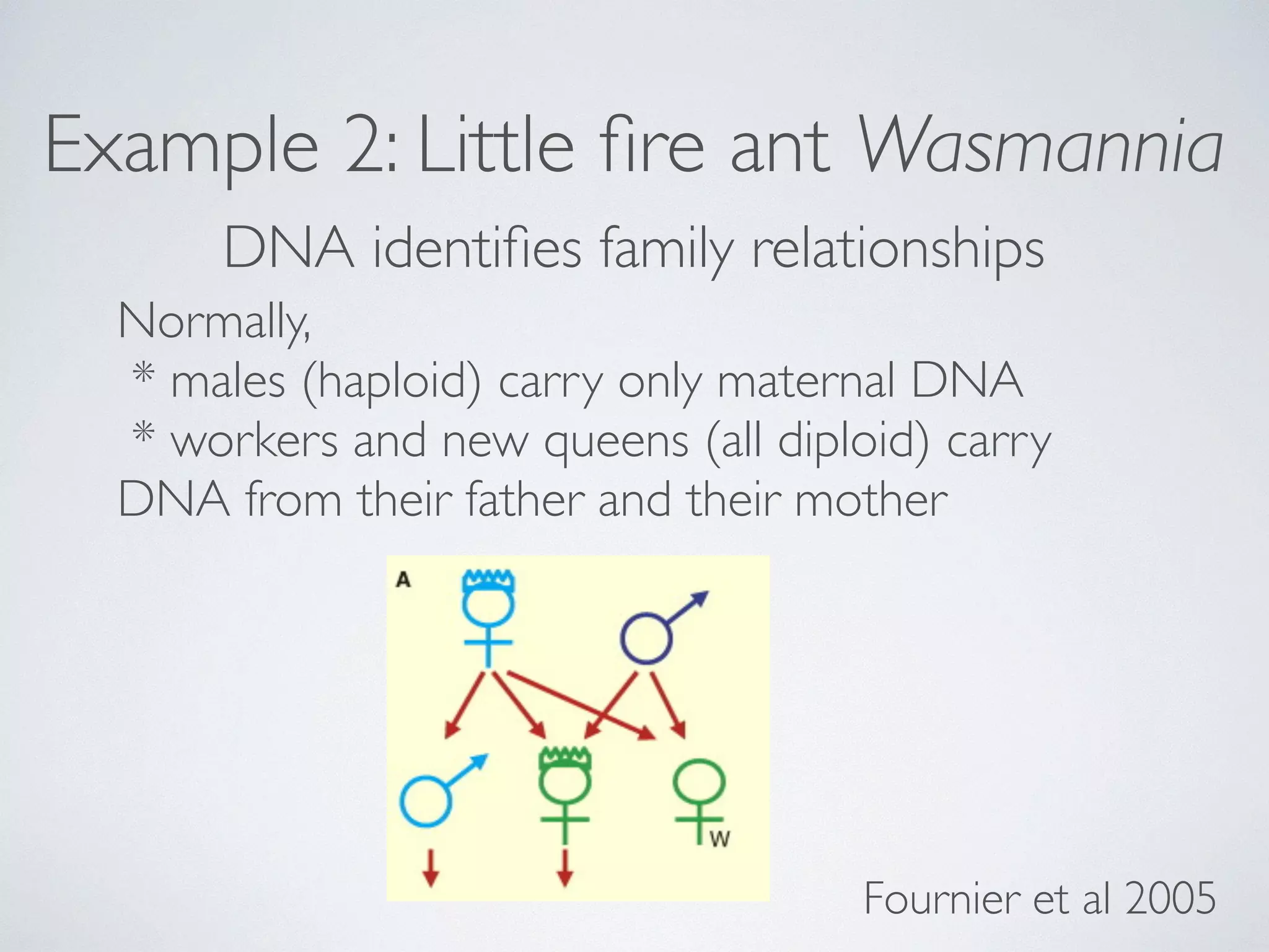 Example 2: Little fire ant Wasmannia 
DNA identifies family relationships 
Normally, 
* males (haploid) carry only maternal DNA 
* workers and new queens (all diploid) carry 
DNA from their father and their mother 
Fournier et al 2005 
 