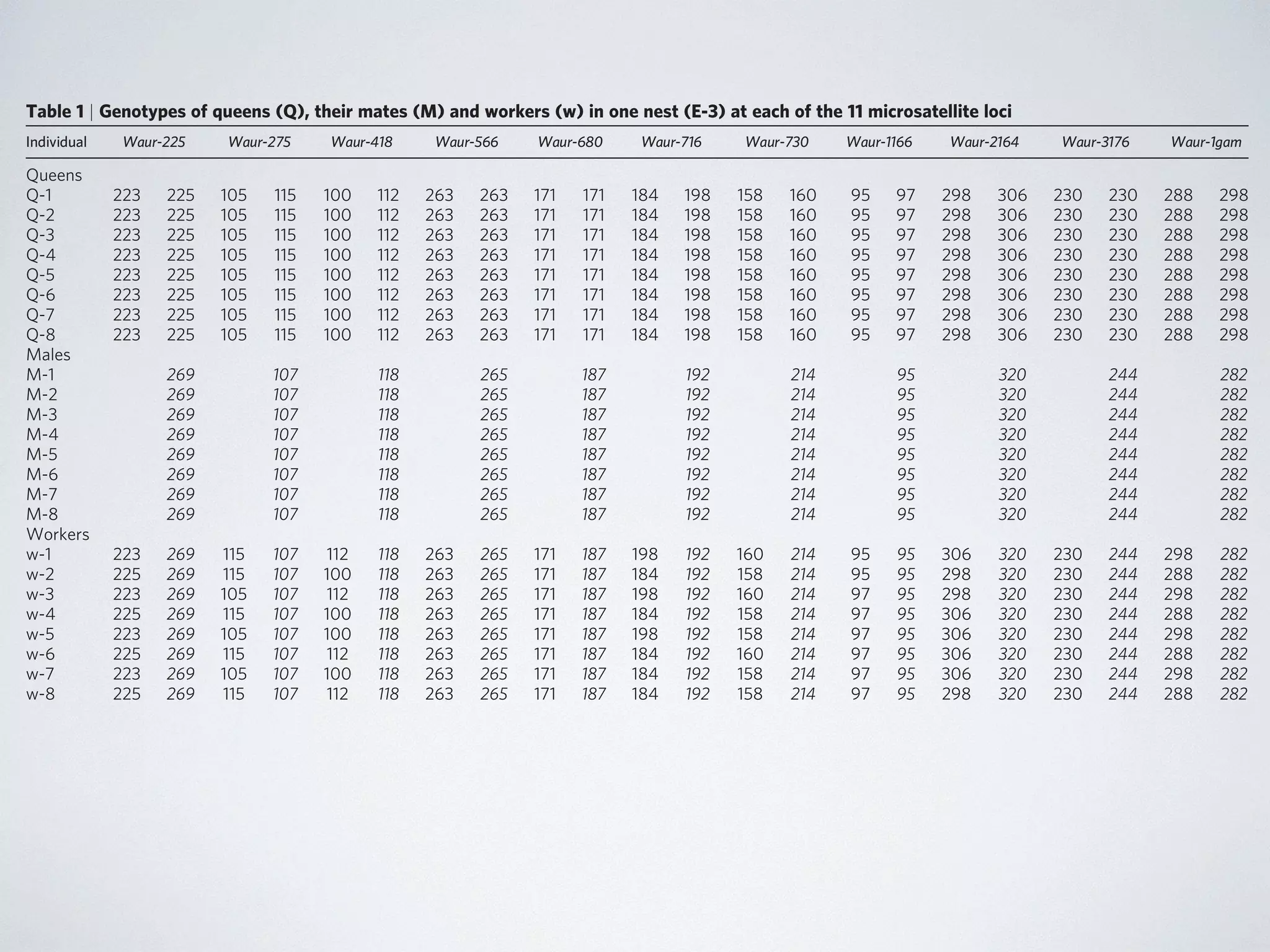 NATURE|Vol 435|30 June 2005 LETTERS 
Table 1 | Genotypes of queens (Q), their mates (M) and workers (w) in one nest (E-3) at each of the 11 microsatellite loci 
Individual Waur-225 Waur-275 Waur-418 Waur-566 Waur-680 Waur-716 Waur-730 Waur-1166 Waur-2164 Waur-3176 Waur-1gam 
Queens 
Q-1 223 225 105 115 100 112 263 263 171 171 184 198 158 160 95 97 298 306 230 230 288 298 
Q-2 223 225 105 115 100 112 263 263 171 171 184 198 158 160 95 97 298 306 230 230 288 298 
Q-3 223 225 105 115 100 112 263 263 171 171 184 198 158 160 95 97 298 306 230 230 288 298 
Q-4 223 225 105 115 100 112 263 263 171 171 184 198 158 160 95 97 298 306 230 230 288 298 
Q-5 223 225 105 115 100 112 263 263 171 171 184 198 158 160 95 97 298 306 230 230 288 298 
Q-6 223 225 105 115 100 112 263 263 171 171 184 198 158 160 95 97 298 306 230 230 288 298 
Q-7 223 225 105 115 100 112 263 263 171 171 184 198 158 160 95 97 298 306 230 230 288 298 
Q-8 223 225 105 115 100 112 263 263 171 171 184 198 158 160 95 97 298 306 230 230 288 298 
Males 
M-1 269 107 118 265 187 192 214 95 320 244 282 
M-2 269 107 118 265 187 192 214 95 320 244 282 
M-3 269 107 118 265 187 192 214 95 320 244 282 
M-4 269 107 118 265 187 192 214 95 320 244 282 
M-5 269 107 118 265 187 192 214 95 320 244 282 
M-6 269 107 118 265 187 192 214 95 320 244 282 
M-7 269 107 118 265 187 192 214 95 320 244 282 
M-8 269 107 118 265 187 192 214 95 320 244 282 
Workers 
w-1 223 269 115 107 112 118 263 265 171 187 198 192 160 214 95 95 306 320 230 244 298 282 
w-2 225 269 115 107 100 118 263 265 171 187 184 192 158 214 95 95 298 320 230 244 288 282 
w-3 223 269 105 107 112 118 263 265 171 187 198 192 160 214 97 95 298 320 230 244 298 282 
w-4 225 269 115 107 100 118 263 265 171 187 184 192 158 214 97 95 306 320 230 244 288 282 
w-5 223 269 105 107 100 118 263 265 171 187 198 192 158 214 97 95 306 320 230 244 298 282 
w-6 225 269 115 107 112 118 263 265 171 187 184 192 160 214 97 95 306 320 230 244 288 282 
w-7 223 269 105 107 100 118 263 265 171 187 184 192 158 214 97 95 306 320 230 244 298 282 
w-8 225 269 115 107 112 118 263 265 171 187 184 192 158 214 97 95 298 320 230 244 288 282 
The identities of mates were determined by the sperm collected in the queen’s spermathecae. Queens and males’ genotypes illustrate their clonal production, whereas workers’ genotypes are 
consistent with normal sexual reproduction. Paternal alleles are in italics. 
reproduction (that is, by ameiotic parthenogenesis). In 33 of the 34 
nests, all queens (n ¼ 135) and gynes (n ¼ 9) cohabiting in the same 
nest shared an identical genotype at each of the 11 loci (Table 1 and 
Fig. 1). The single exception was nest B-12, in which queens differed 
at 1 of the 11 loci: four queens were heterozygous at Waur-2164 
and the remaining three queens were homozygous for one of the 
 