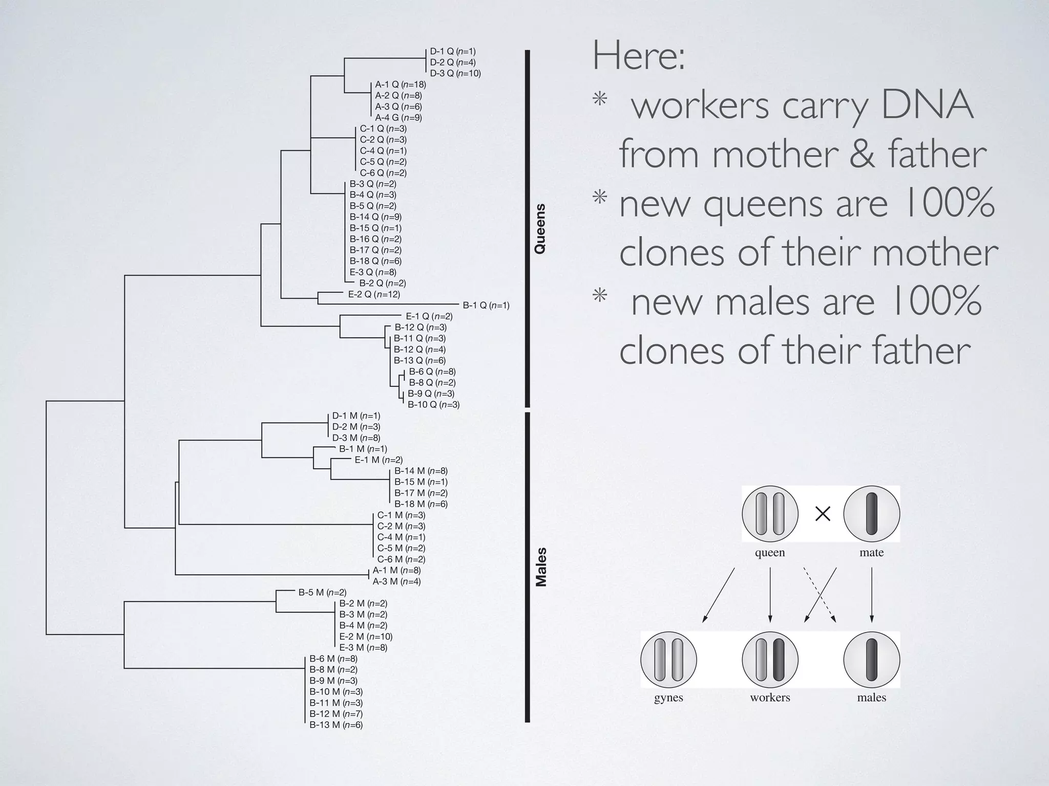 Downloaded from rspb.royalsocietypublishing.org on January Here: 
reproduction (that is, by ameiotic parthenogenesis). In 33 of the nests, all queens (n ¼ 135) and gynes (n ¼ 9) cohabiting in the same 
nest shared an identical genotype at each of the 11 loci (Table 1 Fig. 1). The single exception was nest B-12, in which queens differed 
at 1 of the 11 loci: four queens were heterozygous at Waur-2164 
and the remaining three queens were homozygous for one of two alleles. This variation probably reflects a mutation or recombi-nation 
* workers carry DNA 
from mother & father 
* new queens are 100% 
clones of their mother 
* new males are 100% 
clones of their father 
event in one queen followed by clonal reproduction within 
the nest. The history of this genetic change could be reconstructed 
from the genotypes of queens collected in neighbouring nests (Figs and 2). Nine queens from two neighbouring nests (B-11 and B-had the same genotype as the four heterozygous queens for locus 
Waur-2164, indicating that the mutation or recombination event 
probably was from a heterozygote to a homozygote queen. The three 
homozygote queens from nest B-12 had a unique genotype in population, which further supports this interpretation. 
A comparison between nests supports the view of restricted female 
gene flow, with budding being the main mode of colony formation. 
Within three of the five sites of collection (A, C and D) all queens the same genotype at the 11 loci (Fig. 2). In one of the two other 2680 M. Pearcy et al. Sib mating without inbreeding 
(B), all queens from 8 of the 17 nests also had an identical genotype, 
whereas in the other site (E) the queen genotypes were different in three nests sampled. Taken together, these data indicate that queens 
belonging to the same lineage of clonally produced individuals 
frequently head closely queen located nests. mate 
Moreover, genetic differen-tiation 
between sites was very strong, with a single occurrence genotypes shared between sites (the eight queens of nest E-3 genotypes identical to the most common genotype found at site showing that gene flow by females is extremely restricted. 
In stark contrast to reproductive females, the genotypic analyses 
revealed that workers are produced by normal sexual reproduction 
(Table 1). Over all 31 queenright nests, each of the 248 genotyped 
workers had, at seven or more loci, one allele that was absent queens of their nest. Moreover, the 232 workers from the 29 nests which the sperm in the queen’s spermathecae was successfully 
obtained had all genotypes consistent with those expected under 
Figure 2 | Neighbour-joining dendrogram of the genetic (allele-shared) 
distances between queens (Q), gynes (G) and male sperms (M) collected 
over all the five sites (A–E). The collection number of each nest is given 
two other ant species: emeryi [21,22]. study, it is likely also translates sib mating on the W. auropunctata studies have shown derive from a characterized by single male genotype. and a single male is also compatible a single mated gynes workers males 
Interestingly, lay male eggs that least two potential being clonally genome could [21]. Indeed, Figure 2. Clonal reproduction in queens and males. The 
figure summarizes the reproduction system of P. longicornis 
in the study population. Maternal (light) and paternal 
(dark) chromosomes are displayed. Contribution to the 
genome of the offspring is indicated by arrows (dashed 
 