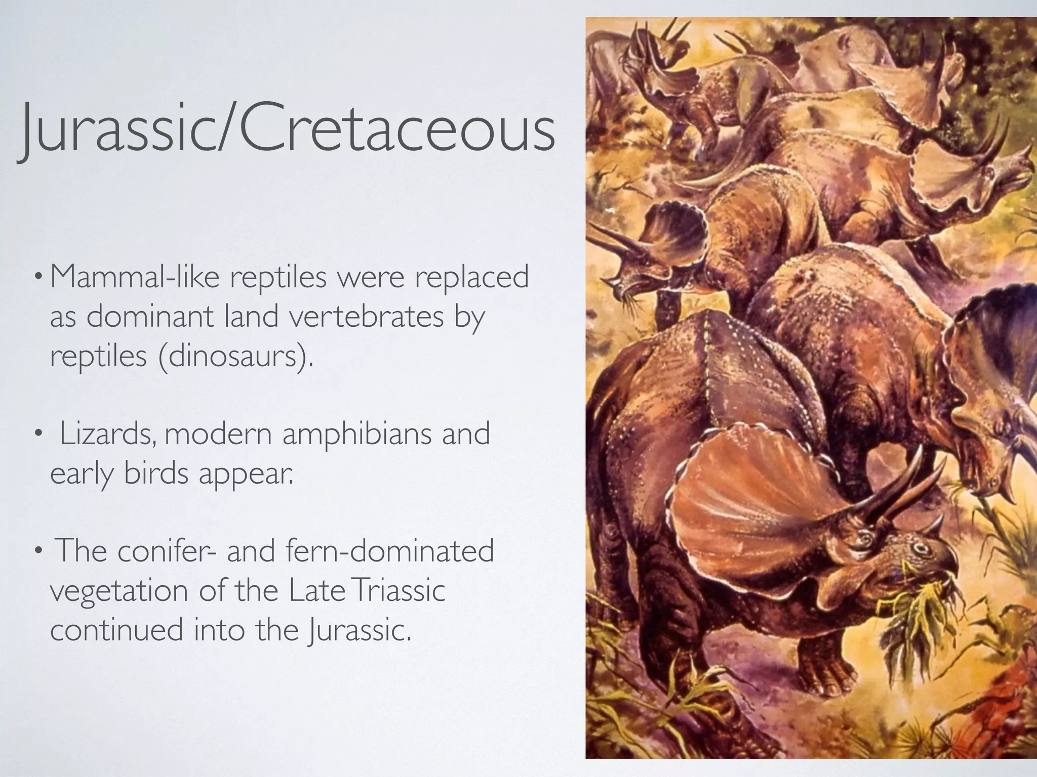 Jurassic/Cretaceous 
•Mammal-like reptiles were replaced 
as dominant land vertebrates by 
reptiles (dinosaurs). 
• Lizards, modern amphibians and 
early birds appear. 
• The conifer- and fern-dominated 
vegetation of the Late Triassic 
continued into the Jurassic. 
 
