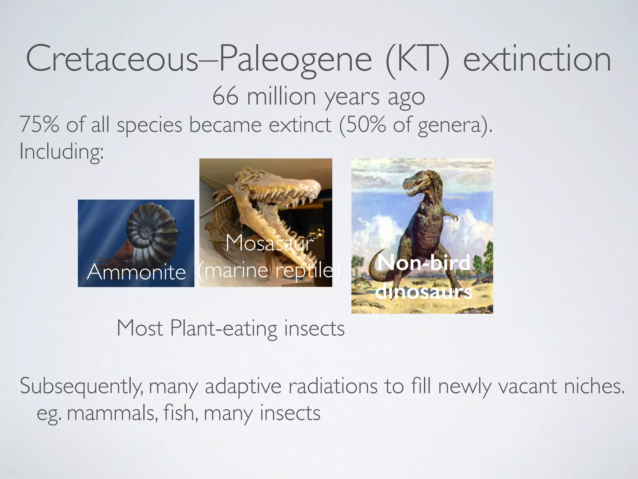 Cretaceous–Paleogene (KT) extinction 
66 million years ago 
75% of all species became extinct (50% of genera). 
Including: 
Ammonite 
Mosasaur 
(marine reptile) Non-bird 
dinosaurs 
Most Plant-eating insects 
Subsequently, many adaptive radiations to fill newly vacant niches. 
eg. mammals, fish, many insects 
 