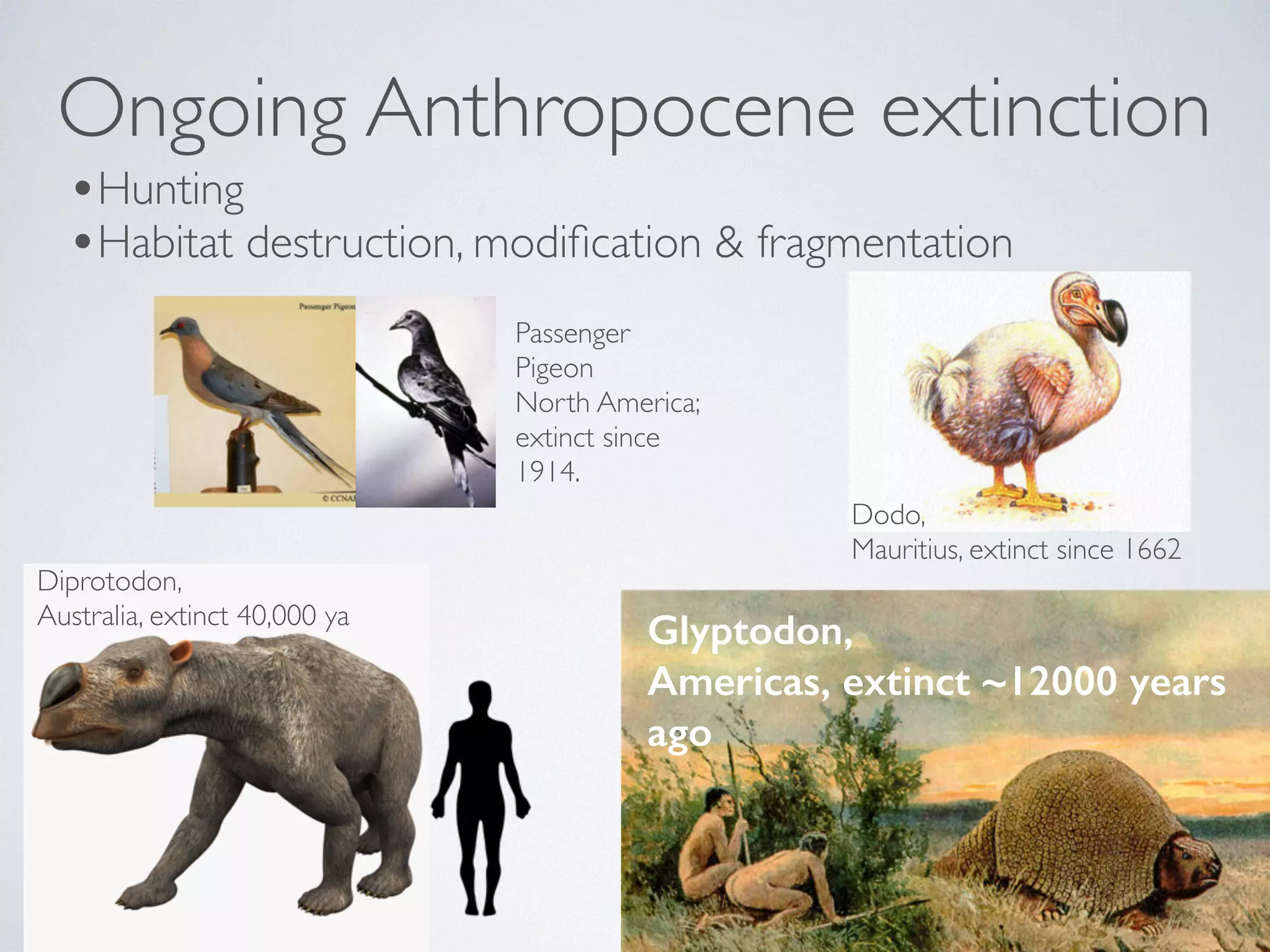 Ongoing Anthropocene extinction 
•Hunting 
•Habitat destruction, modification & fragmentation 
Diprotodon, 
Australia, extinct 40,000 ya 
Dodo, 
Mauritius, extinct since 1662 
! 
! 
Passenger 
Pigeon 
North America; 
extinct since 
1914. 
Glyptodon, 
Americas, extinct ~12000 years 
ago 
 