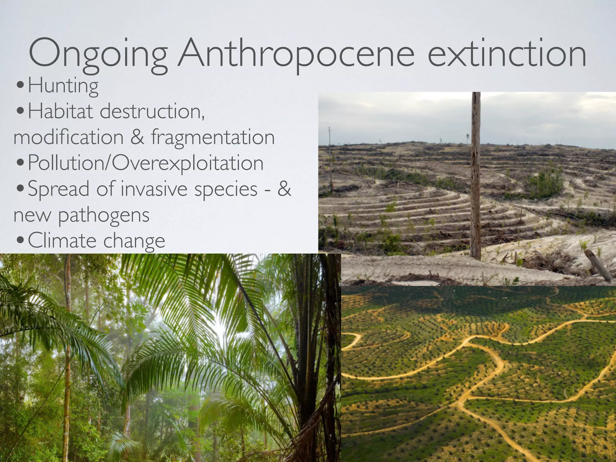 Ongoing Anthropocene extinction 
•Hunting 
•Habitat destruction, 
modification & fragmentation 
•Pollution/Overexploitation 
•Spread of invasive species - & 
new pathogens 
•Climate change 
! 
 