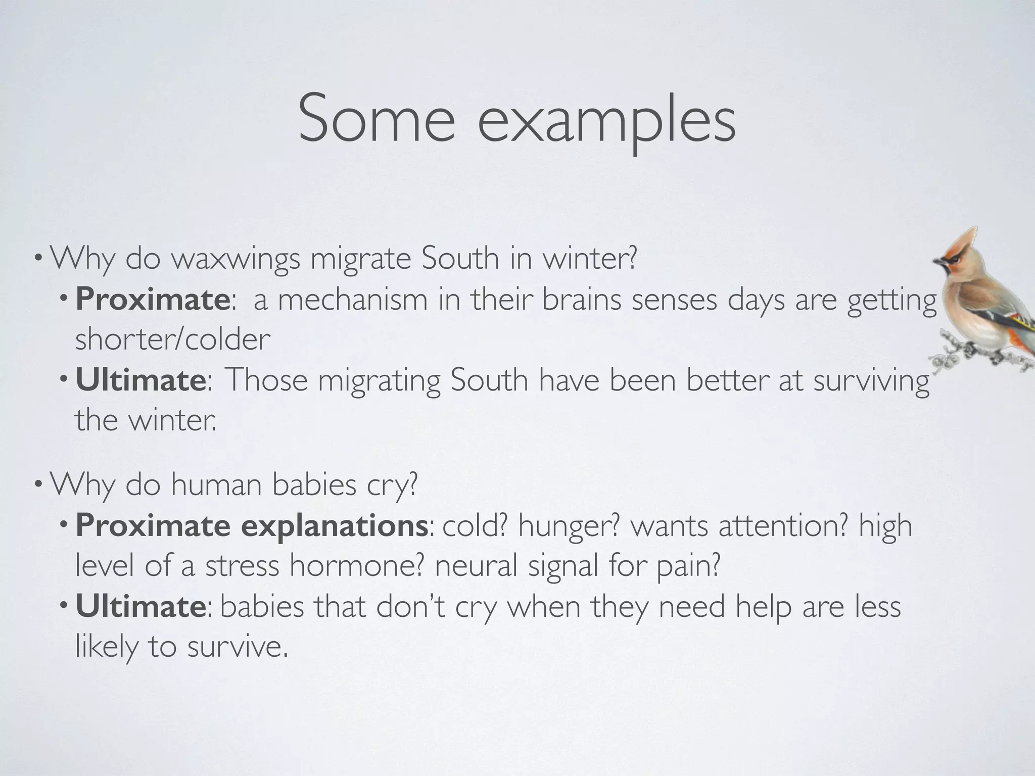 Some examples 
•Why do waxwings migrate South in winter? 
•Proximate: a mechanism in their brains senses days are getting 
shorter/colder 
•Ultimate: Those migrating South have been better at surviving 
the winter. 
•Why do human babies cry? 
•Proximate explanations: cold? hunger? wants attention? high 
level of a stress hormone? neural signal for pain? 
•Ultimate: babies that don’t cry when they need help are less 
likely to survive. 
 