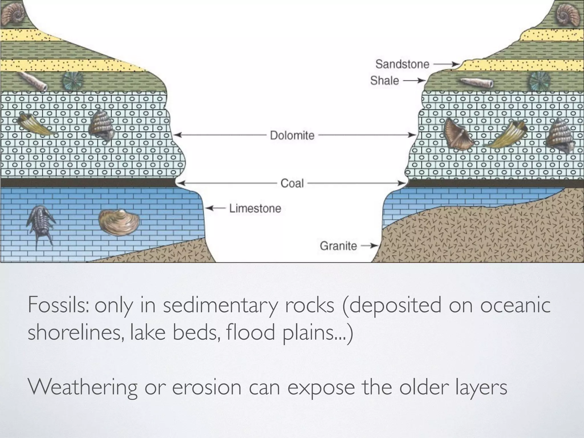 Fossils: only in sedimentary rocks (deposited on oceanic 
shorelines, lake beds, flood plains...) 
! 
Weathering or erosion can expose the older layers 
 