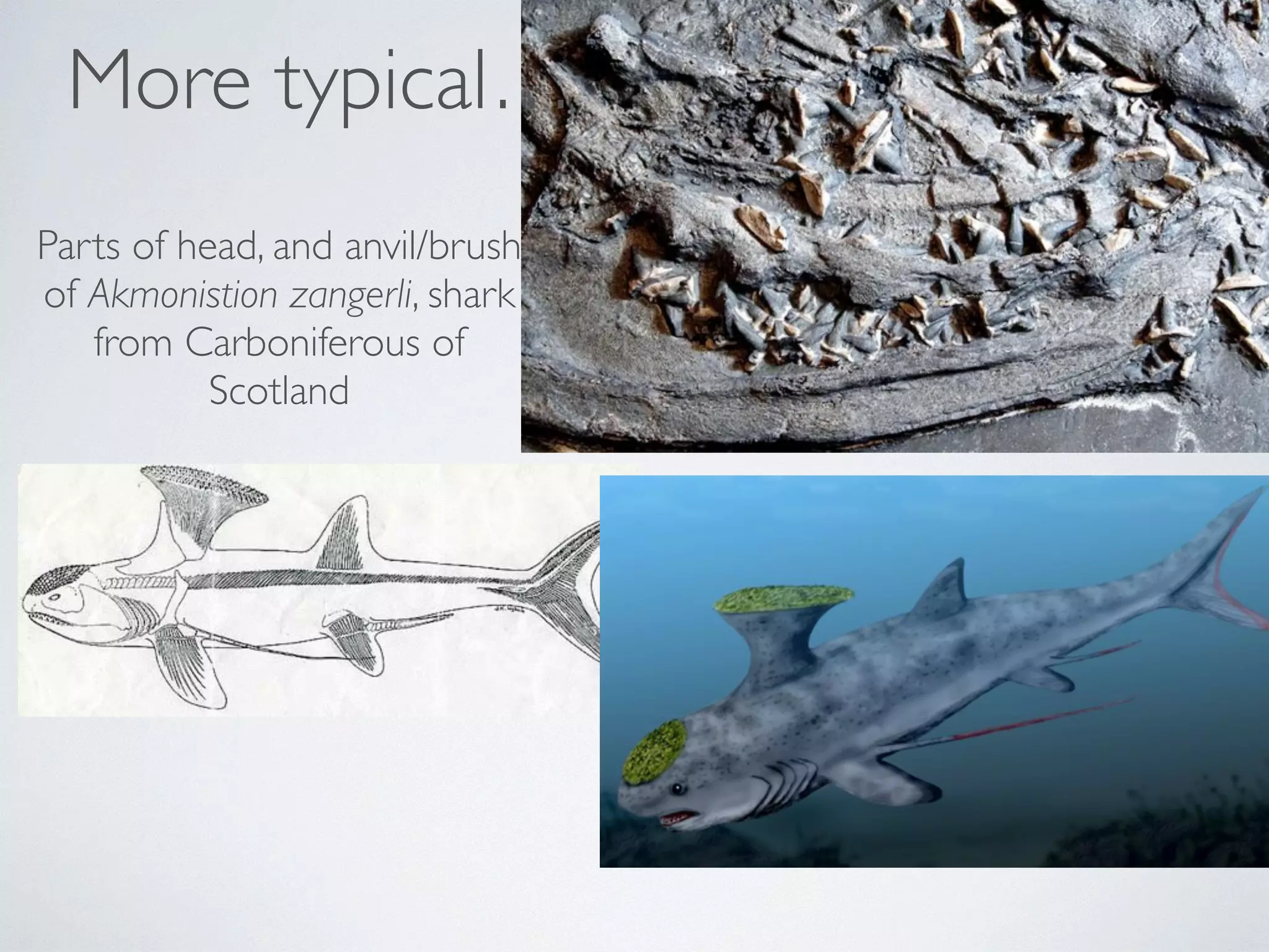 More typical… 
Parts of head, and anvil/brush 
of Akmonistion zangerli, shark 
from Carboniferous of 
Scotland 
 
